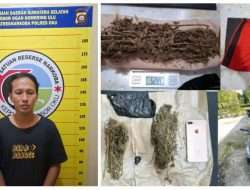 Sat Narkoba Polres OKU Amankan Seorang Pengedar Dengan BB 52,44 gram Ganja