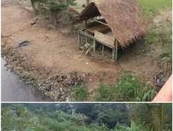 Anjloknya Harga Singkong dan Krisis Pertanian di Indonesia: Solusi Transmigrasi dan Intervensi Pemerintah