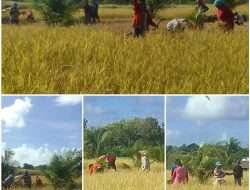 “Hasil Panen Padi Subur di Desa Kandar, Warga Berharap Pemerintah Perkuat Dukungan bagi Petani”