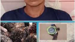 Amankan Pencurian Sawit, Polsek Peninjauan Tangkap Satu Pelaku, Satu Masih Buron
